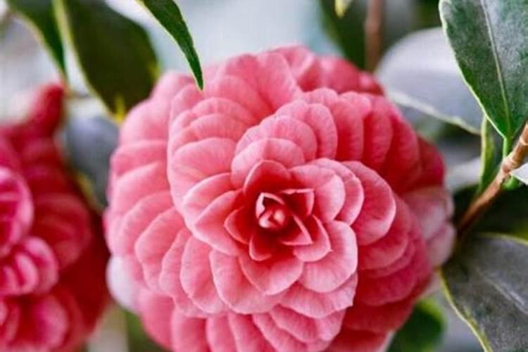 茶花打花苞时怎样施肥