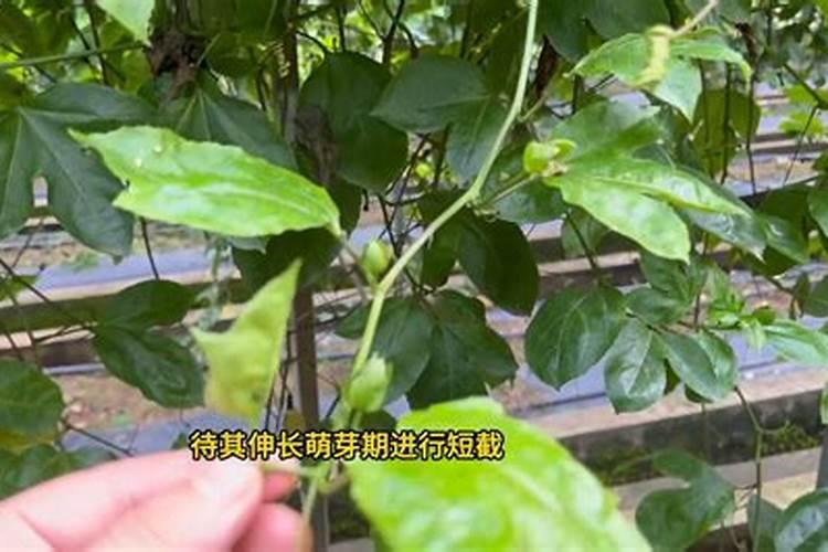 百香果树为何只长藤不开花结果