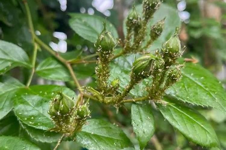 小苏打可以喷打花生叶面吗？