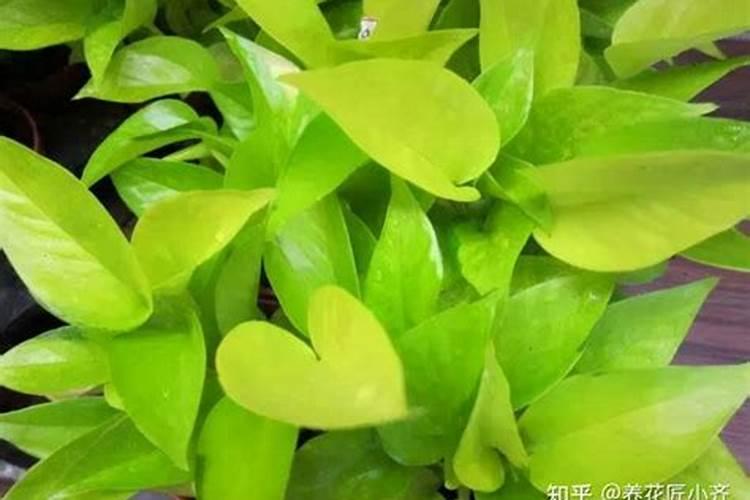 绿萝为什么黄叶子,4种原因及解决方法