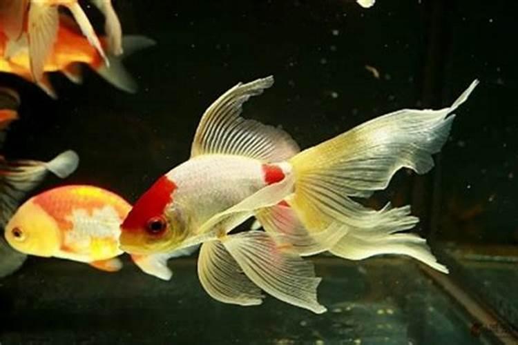 绿萝可以放鱼缸里和鱼一起养吗 养绿萝的正确方法