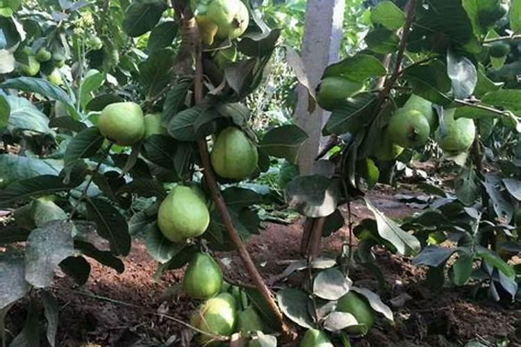 有机肥品牌排行榜