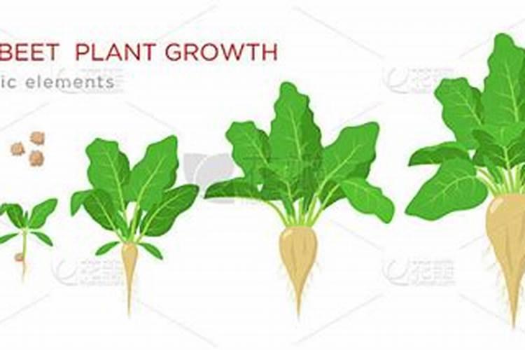 甜菜高产施肥技巧