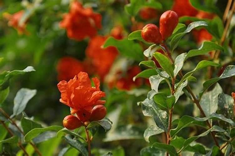 石榴花肥料的制作和使用方法