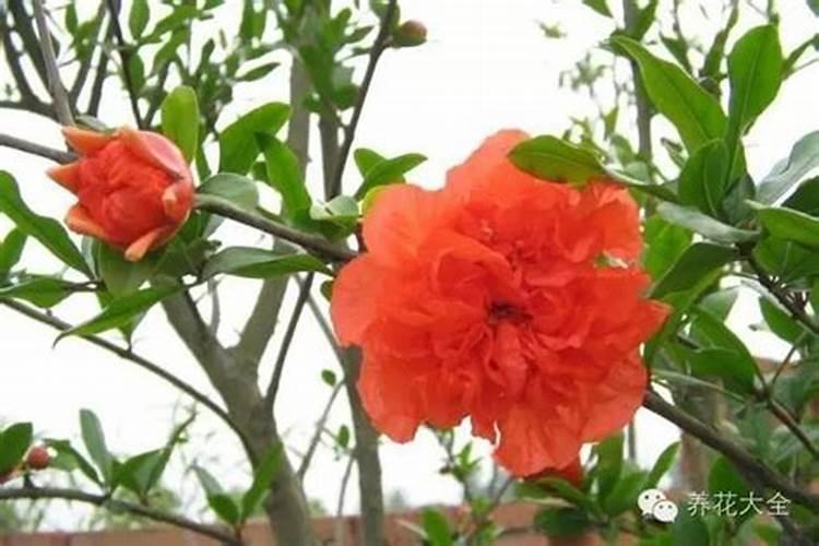 石榴花怎么养护