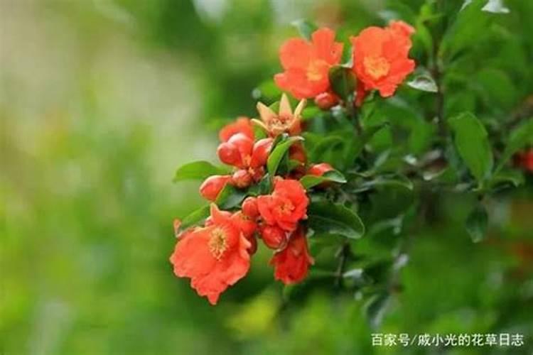 石榴花如何养护