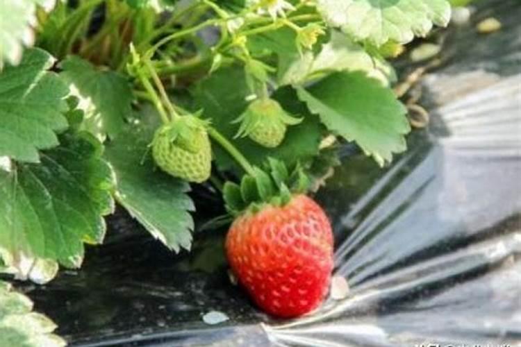 巴斯夫望秋根和磷酸二氢钾能混合一起用吗？