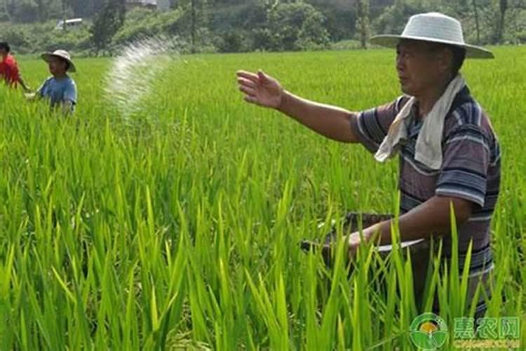 尿素一亩地施多少公斤