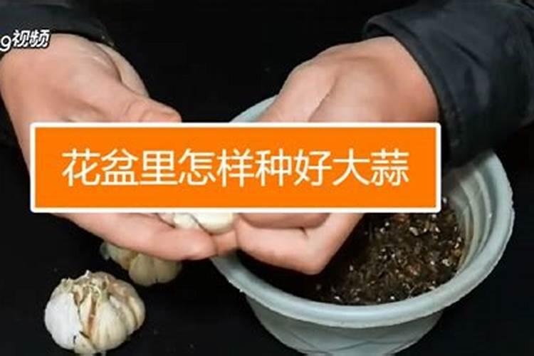 蒜的种植方法和施肥