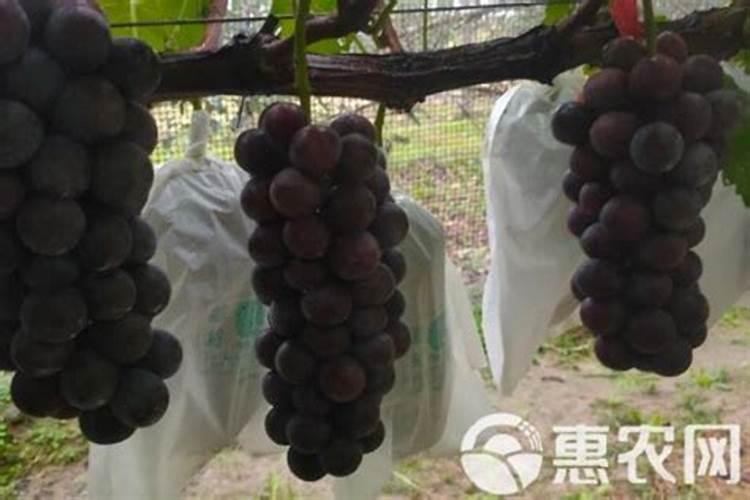 葡萄树冬天施肥过多会死吗