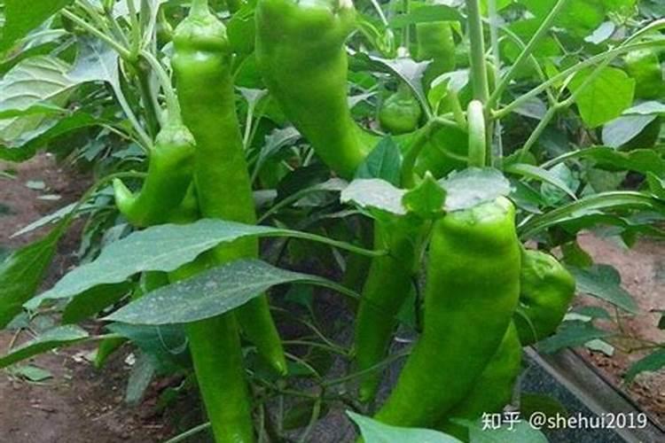辣椒用哪种水溶肥效果好？辣椒用什么叶面肥效果好？