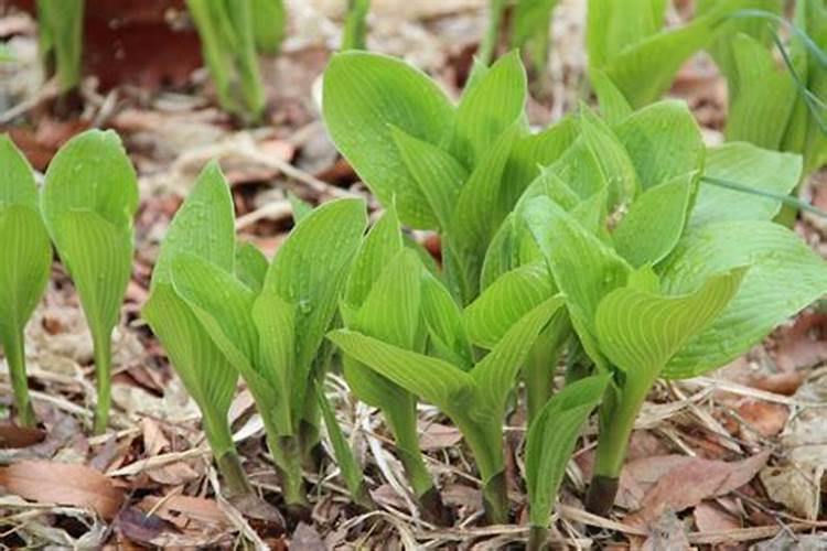 玉簪花的养殖方法和注意事项地栽