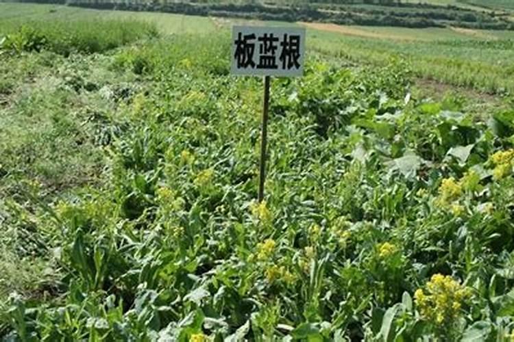 软枣猕猴桃在河套地区种植发生焦边病是什么原因？