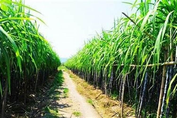 甘蔗十大最佳肥料