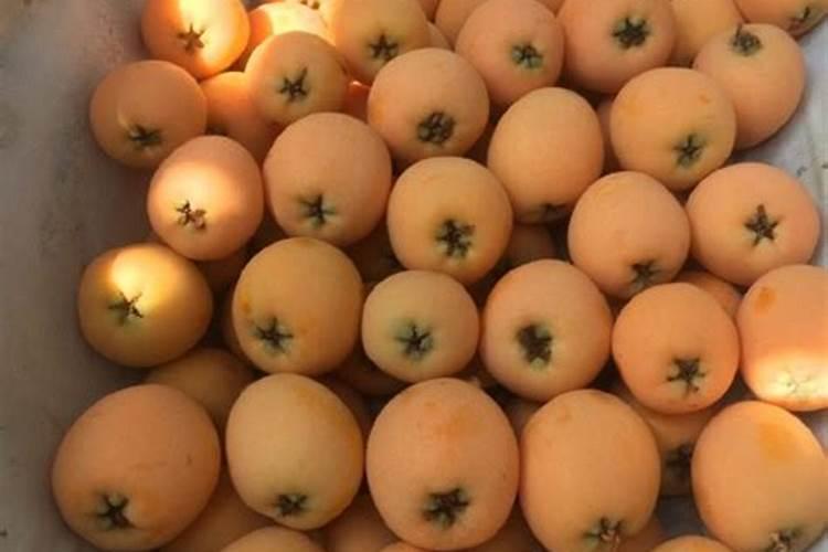 枇杷防冻打什么药