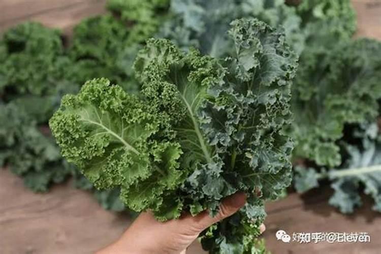 包心类蔬菜施肥,氮磷钾的比例,生物有机肥的作用