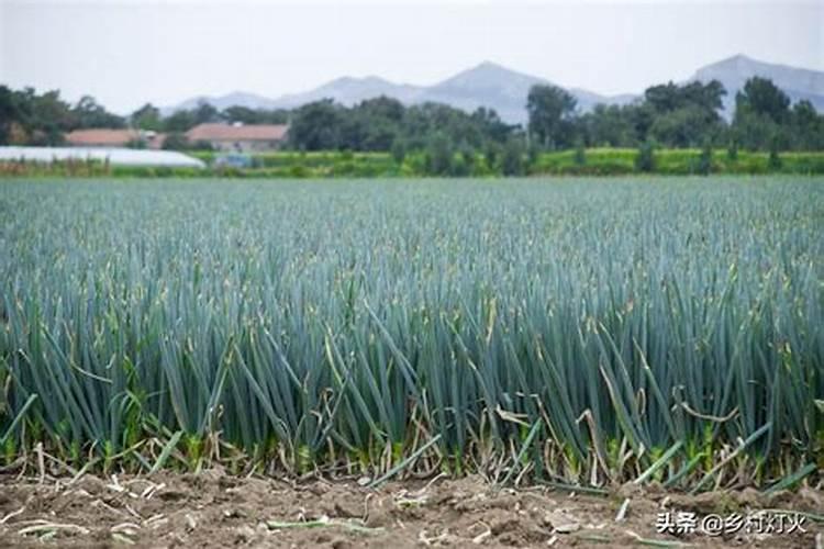 大葱膨大用什么肥料好？大葱高产用什么肥料比较合适？