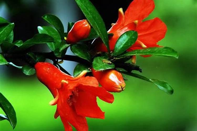 石榴花春天怎么养,浇水保湿并追施氮肥