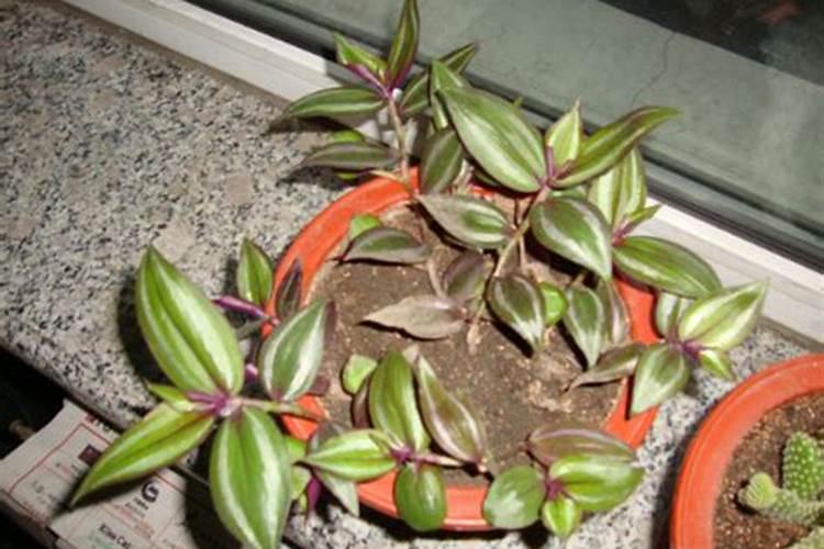 草莓的叶子可以种吗 ？