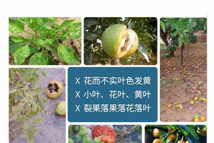 柑橘膨大期喷什么叶面肥结果多？座果期怎么用肥料？冲施什么肥