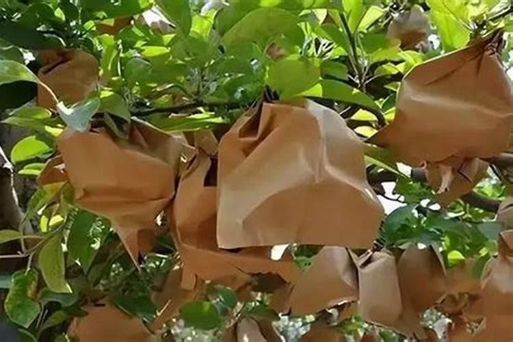 苹果套袋后用啥肥