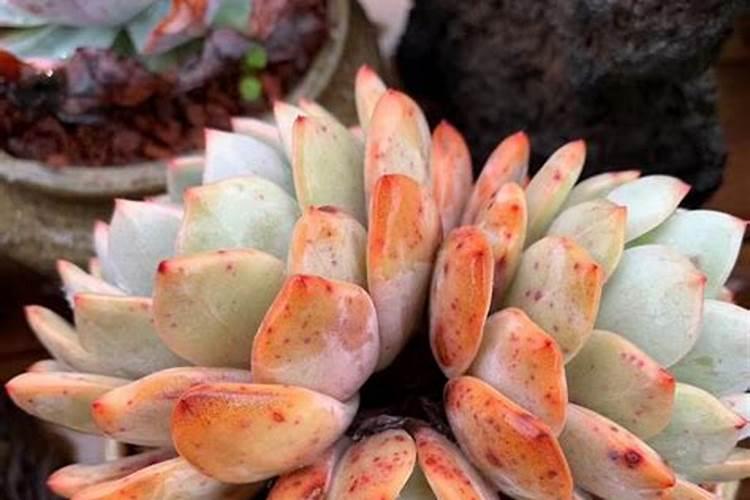 辣椒一般几天才能长出来