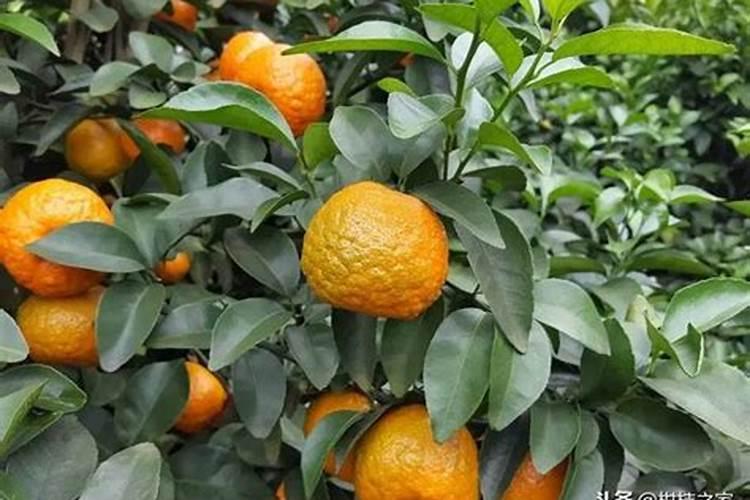 沙糖桔9月份打什么叶面肥膨果