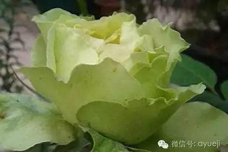 月季生长缓慢是什么原因造成的 怎么解决