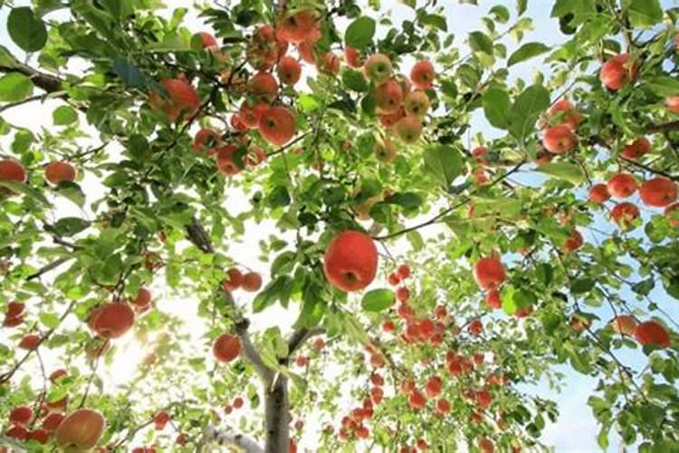 七月份苹果最好施肥方法是什么