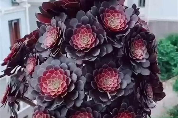 月季花新叶瘦小弯曲