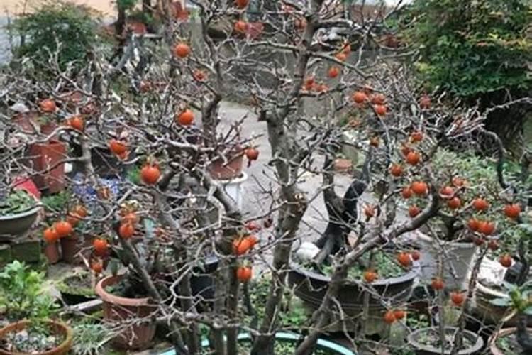 澳洲木绣球合适广东省种植吗？