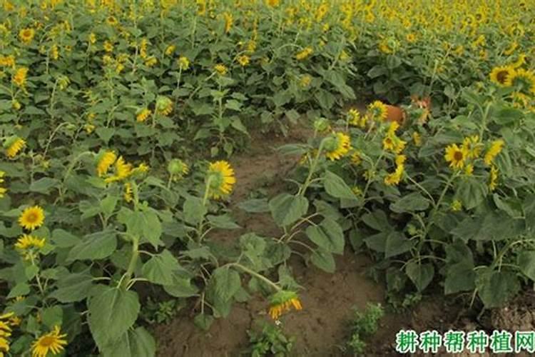 种植葵花用什么肥料好？