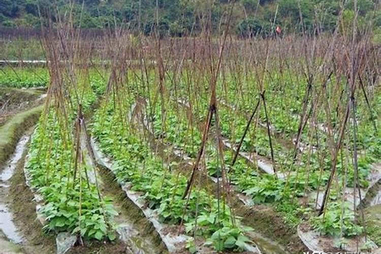 哪些复合肥不含缩二脲