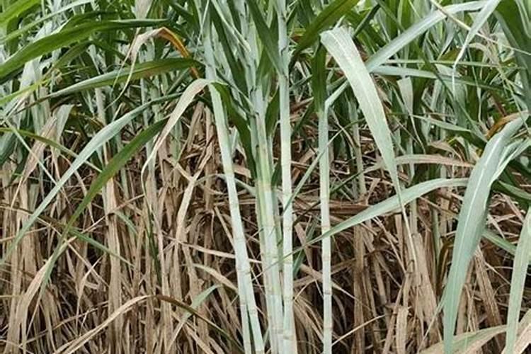 植物生长需要无机盐.要使甘蔗高产,应该多施含的无机盐