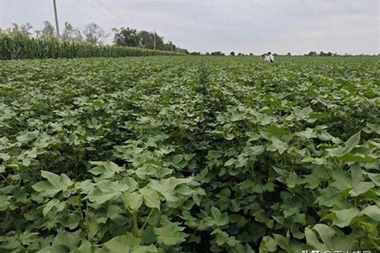 请问棉花进入八月份怎样滴肥料呢