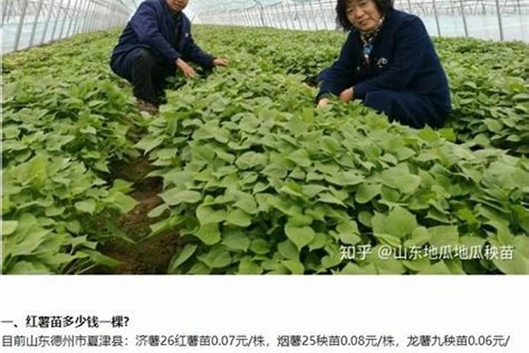 华为黑磷电池是固态电池吗