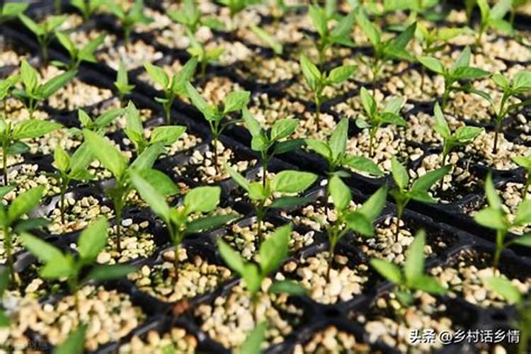 辣椒育苗怎样施底肥？