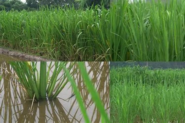 冷水茭白的栽培技术 冷水茭白的养护注意事项总结