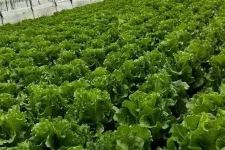 太阳花种子出苗后多久施肥