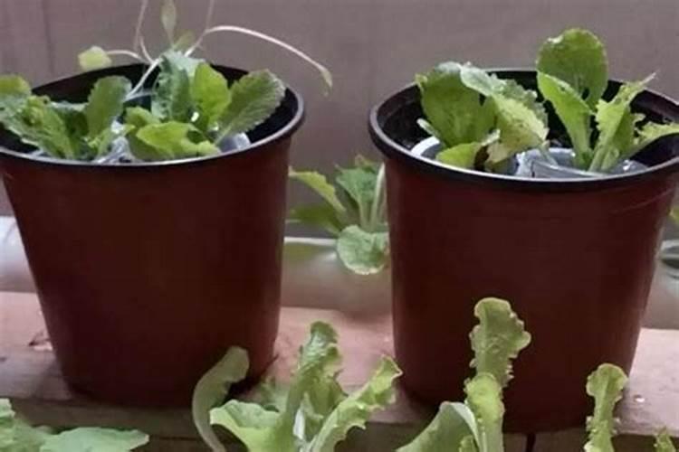 花草种子出苗后何时施肥