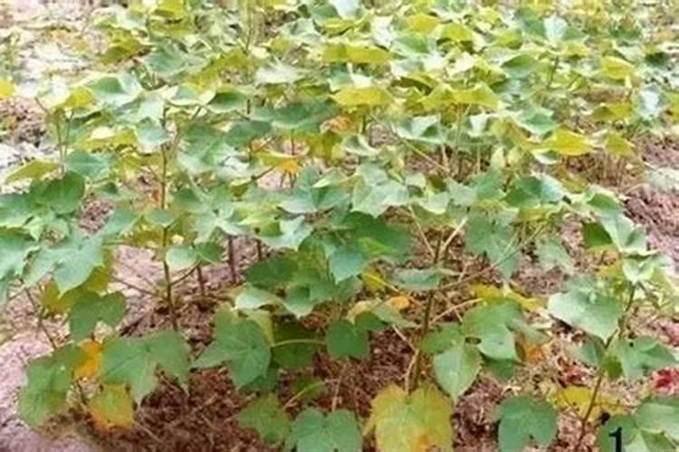 棉花黄萎 枯萎怎么彻底治疗