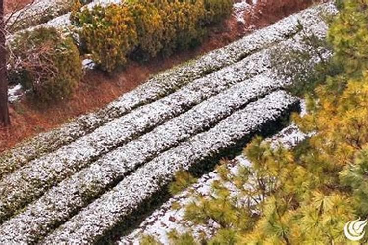 茶叶被霜打了怎么办