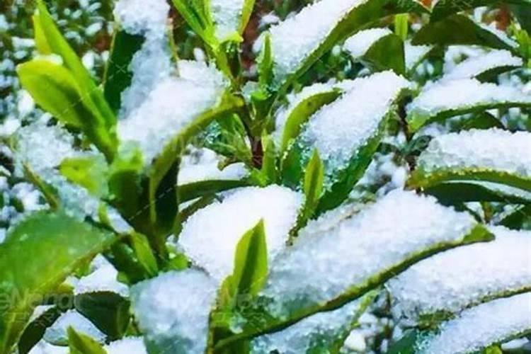 茶园冻害减损及名优茶防灾技术