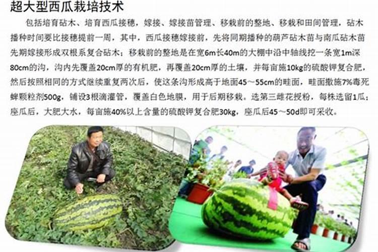 西瓜种植技术和施肥方法