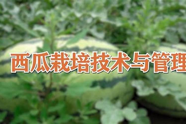 露地西瓜种植管理技术