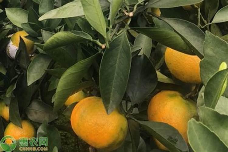 桔子树施什么肥料好