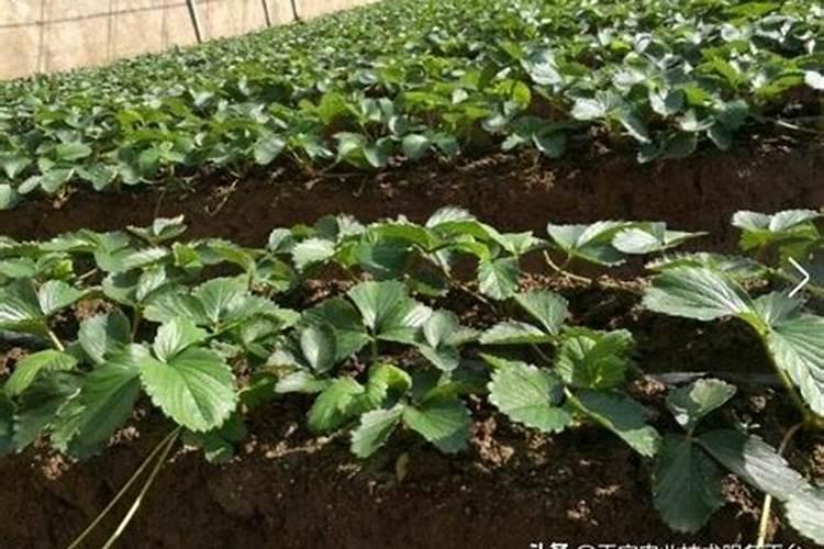 草莓苗移栽时用什么药蘸根最好？