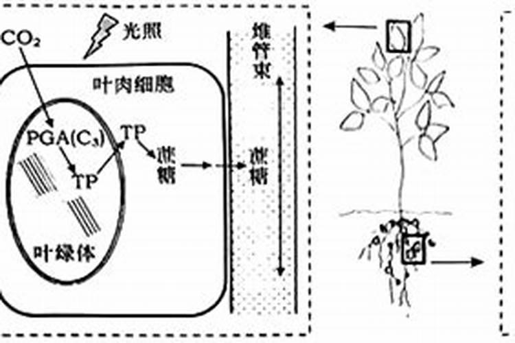 氮肥的化学元素符号是什么