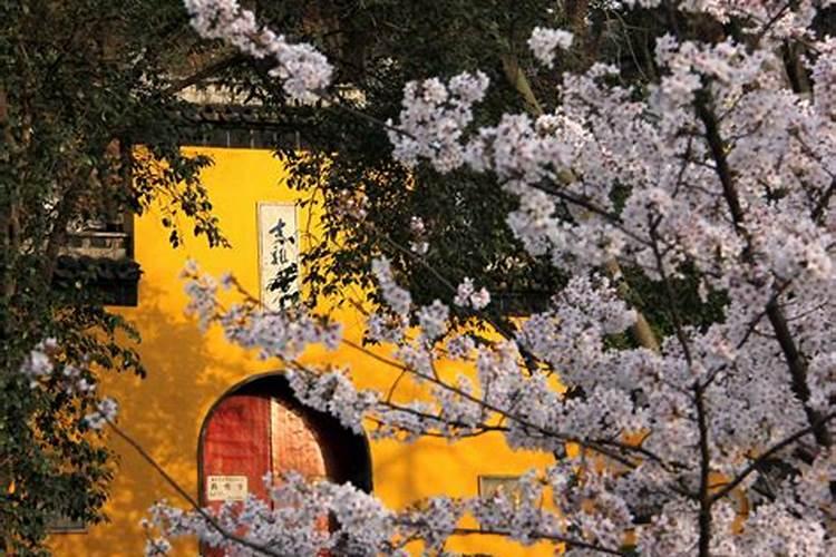 大棚种植桃树怎么管理