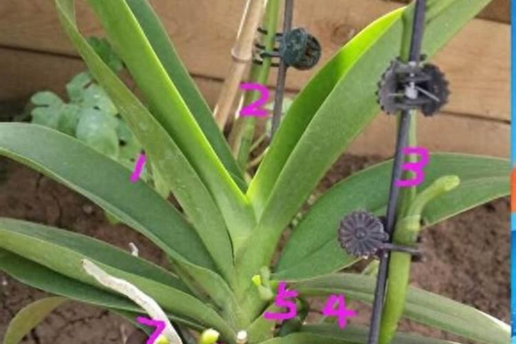 蝴蝶兰如何施肥？